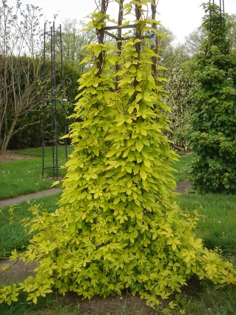Humulus lupulus 'Aureus'